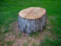 Best Tree Health Inspection  in North Boston, NY