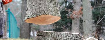 Best Tree Cabling and Bracing  in North Boston, NY