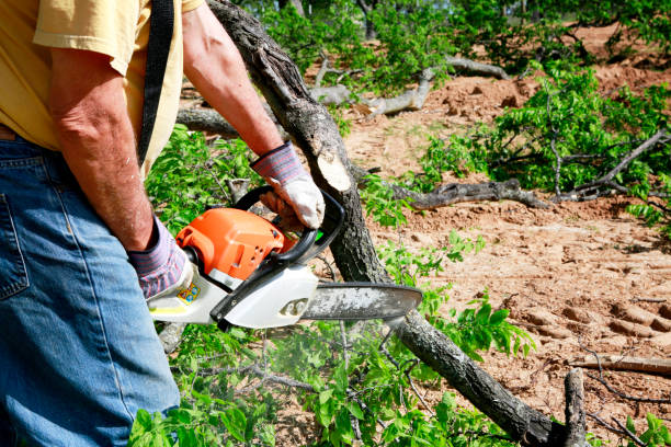 Best Organic Lawn Care Solutions  in North Boston, NY